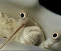 Judging Meme Template