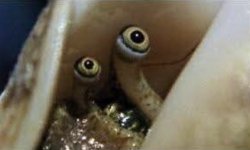 The Horror Meme Template