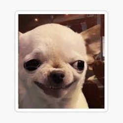 Evil chihuahua Meme Template