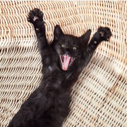 Happy Cat Meme Template