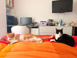 Bob e Willy Meme Template