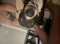 RA__IST Meme Template