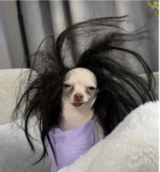 Messy hair chihuahua Meme Template