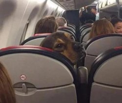 Chrisjoines1 Meme Template