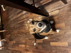 The beagle stare Meme Template