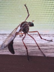 Sad Fly Meme Template