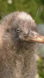 Kiwi side eye Meme Template