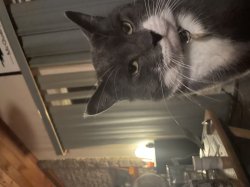 diapproval cat Meme Template