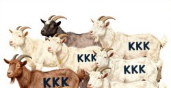 JPP KKK Krazy Kookie Klub Goat herd Meme Template