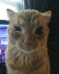 Fed up Cat Meme Template