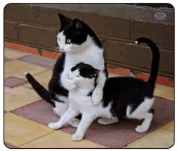 cat holding back other cat Meme Template