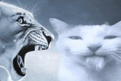 monkey yell but silly cat instead Meme Template