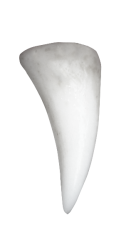 One fang Meme Template