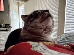 U haz haircut? Meme Template