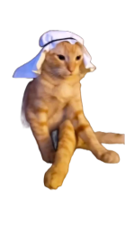 Haram cat sticker Meme Template