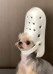 Dog wearing shoe hat Meme Template