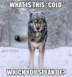 Lone wolf Meme Template