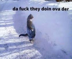 cat staring Meme Template