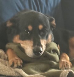 Sybau dog Meme Template