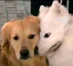 Staring Dog Meme Template