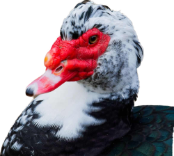 Muscovy Duck Meme Template