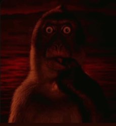 Evil thinking monkey Meme Template