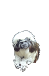 cotton-top tamarin Meme Template