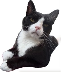 no cat Meme Template