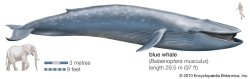 Blue Whale drawing numbers Meme Template