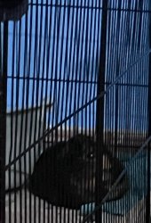 Mimi the piggy Meme Template