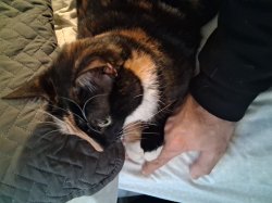 Twix Hand Meme Template