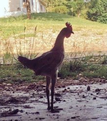 Chrisjoines1 Meme Template