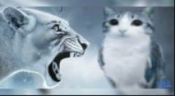 Tiger Raging At Cat Meme Template