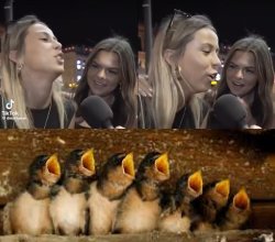 Hawk Tuah Baby Birds Meme Template