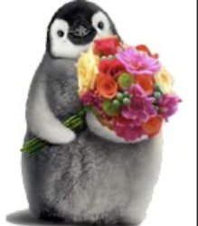 Flower penguin Meme Template