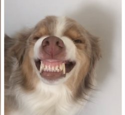 Smiling dog Meme Template