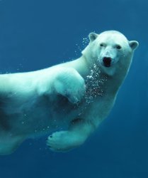 polar bear under water Meme Template