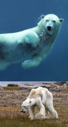 a polar bear under water and a starving polar bear on green land Meme Template