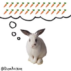 Greedy rabbit Meme Template