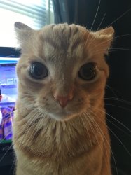 orange staring cat Meme Template