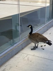 Goose reflection Meme Template