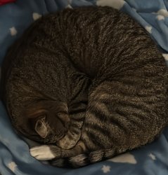 Daughter Meme Template