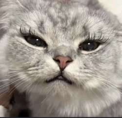 Pretty kitty Meme Template