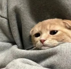 sad kitty Meme Template