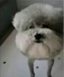 He made a statement dog Meme Template