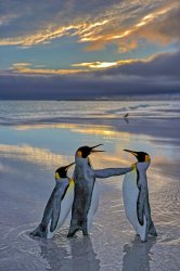 penguin Meme Template