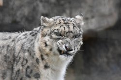 Grumpy Snow Leopard Meme Template