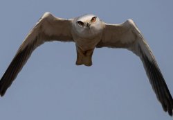 angry bird Meme Template