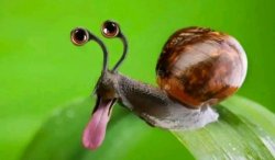 snail Meme Template