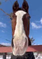 meisho doto Meme Template